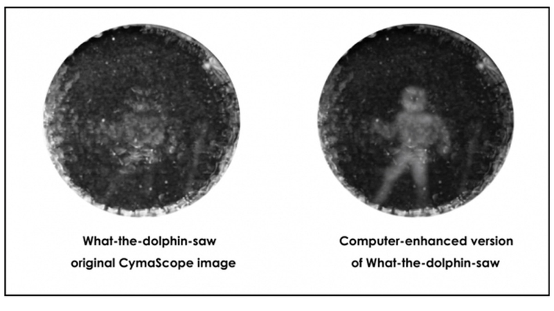Illustration for article titled Dolphins Can’t See For Shit